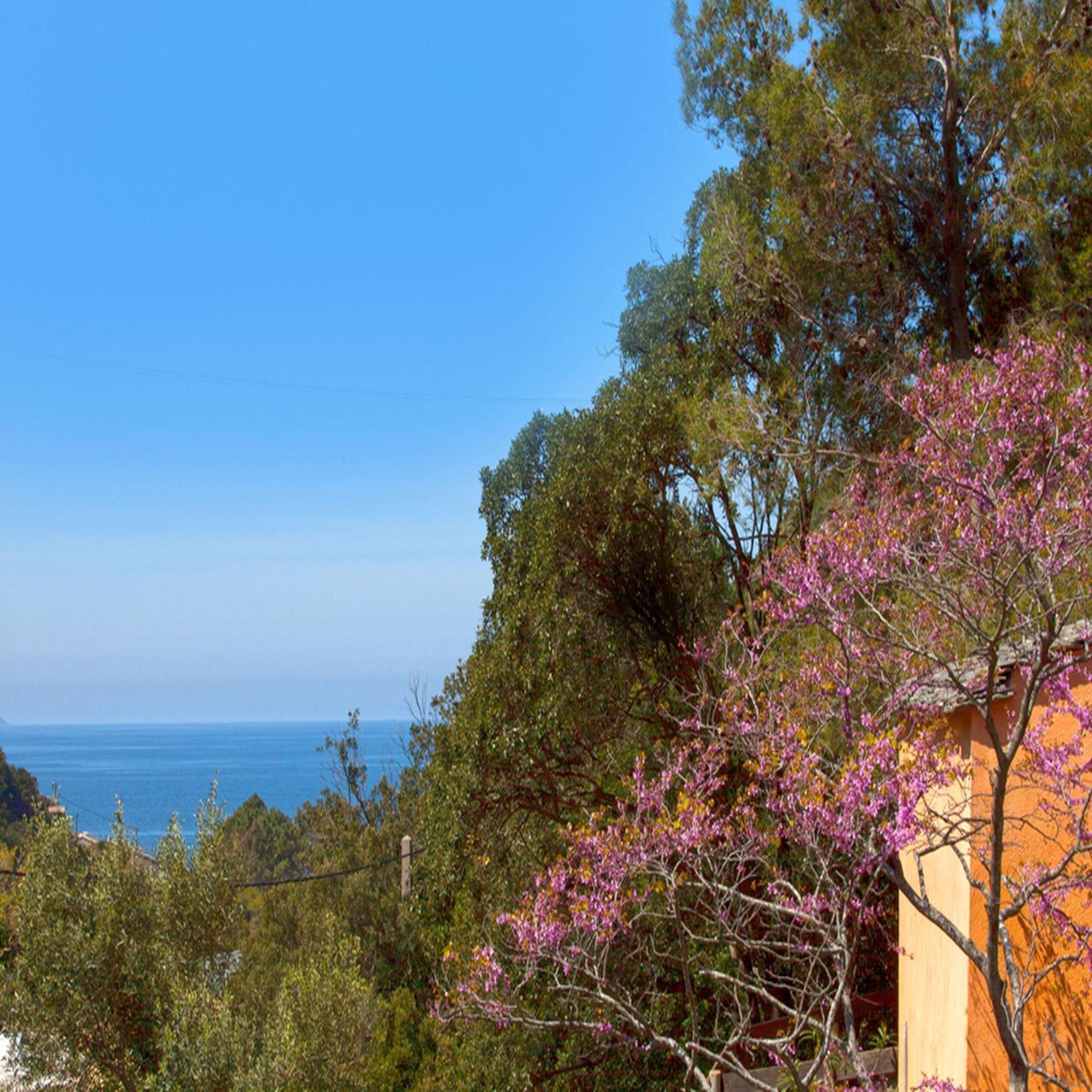 Les Gites Du Cap Corse Nonza Rom bilde